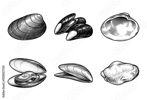 Set of vintage monochrome hand drawn engravings featuring mussels clams and oysters in various shell positions