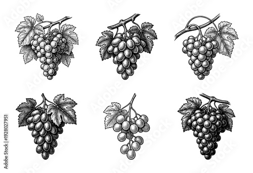 Collection of hand drawn grape bunches with leaves in vintage woodcut engraving style for wine and harvest design