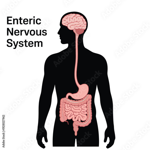 Illustration depicting the enteric nervous system s connection to the brain and gut