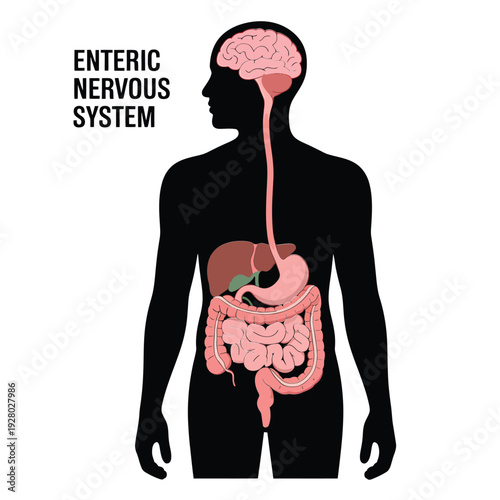 Illustration of the enteric nervous system and its connection to the brain