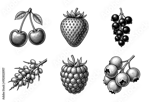 Vintage engraving collection of assorted berries and summer fruits featuring hand drawn woodcut style illustrations of cherries strawberry currants sea buckthorn raspberry and blueberry.