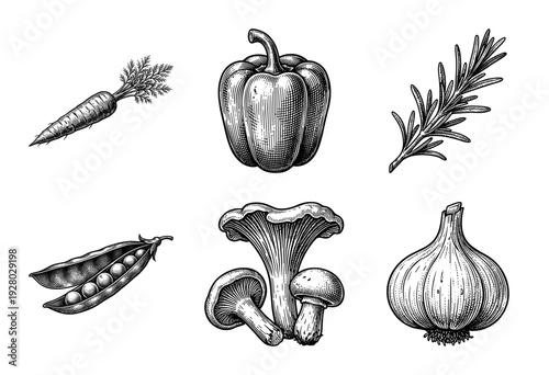 Set of hand drawn vegetable illustrations in vintage engraving style featuring bell pepper garlic chanterelle mushrooms peas rosemary and carrot.