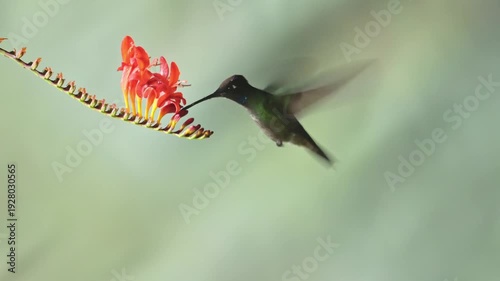 A small ruby-throated hummingbird with vibrant green feathers is hovering in flight near a red flower to nectar with its beak while showcasing its rapid wings in nature