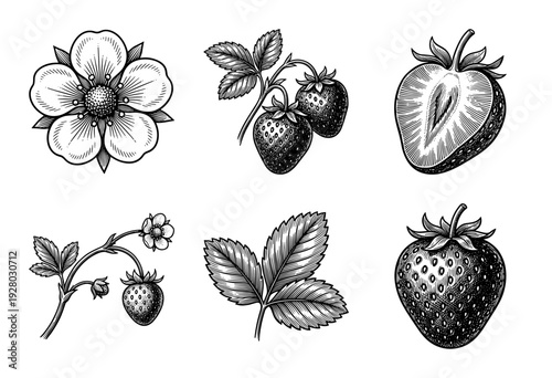Vintage strawberry botanical illustration set featuring hand drawn flowers, leaves, and whole or sliced berries in a classic woodcut engraving style.