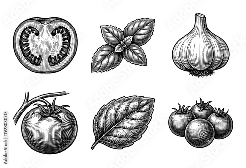 Vintage engraving style collection of fresh Mediterranean ingredients featuring organic tomatoes, garlic cloves, and aromatic basil leaves