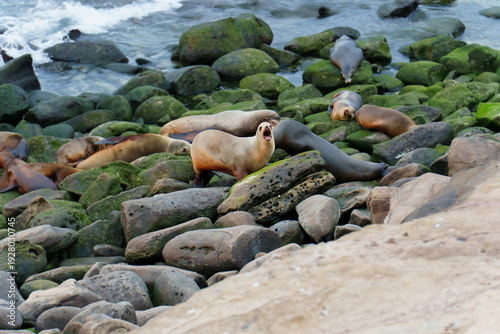 Wallpaper Mural California Sea Lions Barking and Resting on Rocky Shore in La Jolla Torontodigital.ca