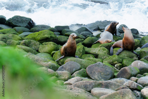 California Sea Lions Resting on Mossy Rocks in La Jolla Cove
