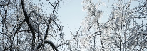 Panoramic shoot of tree branches in snow with blue sky on background