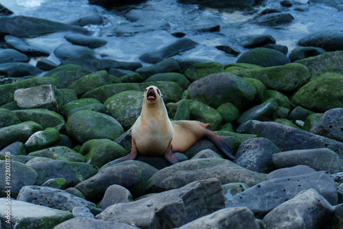 Wallpaper Mural California Sea Lion Vocalizing on Green Mossy Rocks in La Jolla Cove Torontodigital.ca