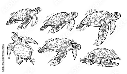 Chillout Sea Turtles Vector Set Relaxing Ocean Wildlife Illustration Collection