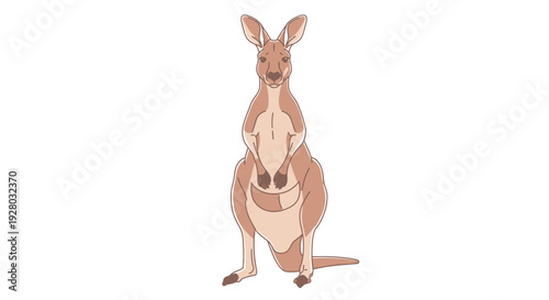 Kangaroo Standing Upright with Joey in Pouch.