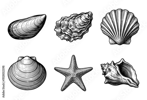 Vintage engraving style collection of marine shells and starfish including mussel oyster scallop clam and conch isolated on white