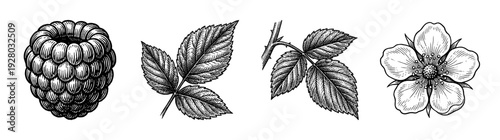 Vintage woodcut style raspberry botanical set featuring berry fruit, leaves, thorny stem, and flower blossom on a white background.