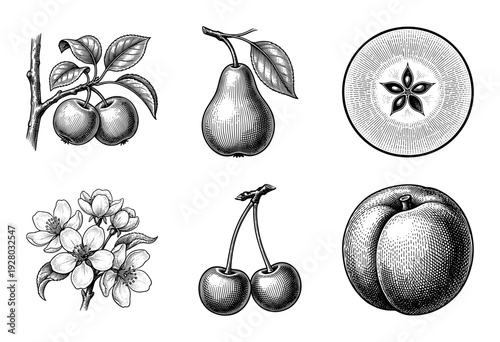 Vintage botanical engraving of orchard fruits featuring apples pears cherries and blossoms in a classic woodcut style.