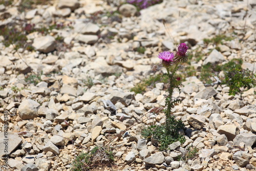 Solitary Purple Thistle Wildflower Growing On Rocky Dry Ground Symbolizing Resilience In Harsh Landscape