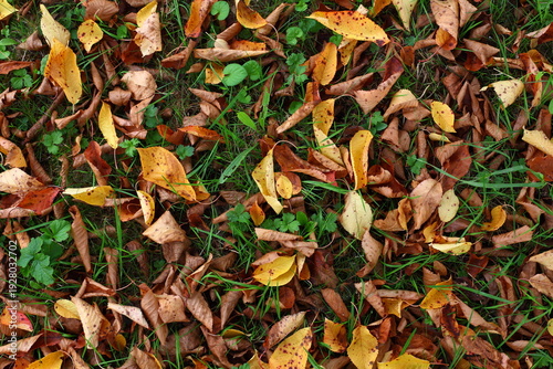 Autumn Leaves Fallen on Grass Texture — Yellow and Brown Leaf Litter Covering Ground