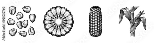 Vintage engraving set of corn illustrations featuring kernels, cross section, whole cob, and maize stalk in a classic woodcut etching style.