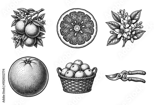 Vintage citrus fruit woodcut collection featuring etched orange branch, blossom sprig, sliced grapefruit, basket of lemons, and gardening shears in black line art style.