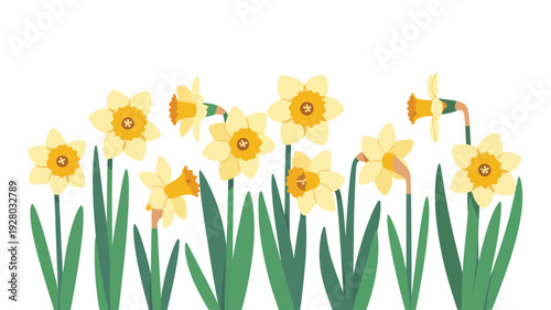 Cluster of Yellow Daffodils with Green Leaves.
