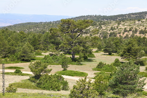 Solitary Pine Tree in Green Mountain Meadow Overlooking Rolling Hills and Forested Landscape with junipers and creeping juniper in in the La Puebla de San Miguel Natural Park in Valencia (Spain)