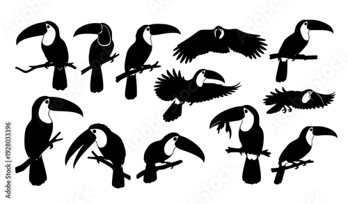 Toucan Silhouette Set 11 Pieces Exotic Bird Vector Collection Black