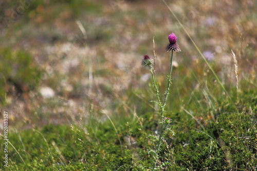 A solitary purple thistle blooms on a spiny stem in a sunlit meadow, surrounded by blurred grasses and soft bokeh, conveying resilience, solitude and the quiet beauty of summer wild nature