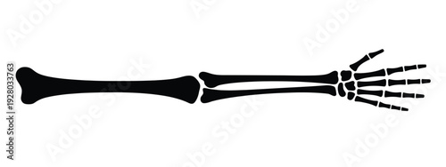 A simplified illustration of a human arm and hand skeletal structure