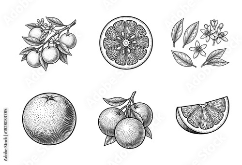Vintage engraving collection of citrus fruits featuring orange slices, whole fruit, blossoms, and botanical leaf branches