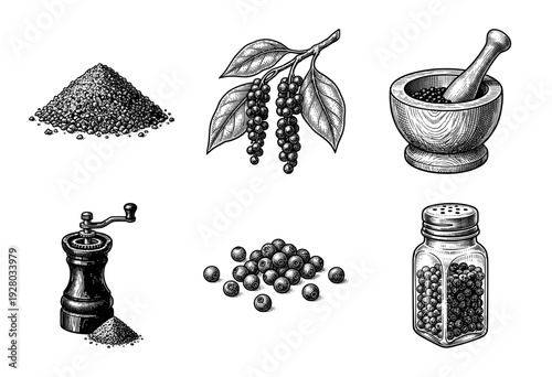 Vintage engraving style illustration set of black pepper featuring peppercorns, plant branches, mortar and pestle, hand grinder, and shaker jar.