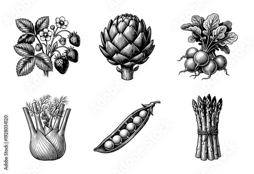 Vintage woodcut style botanical illustration set featuring strawberries, artichoke, radishes, fennel, peas, and asparagus on a clean white field.