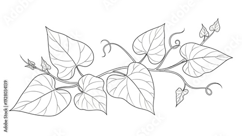 Detailed illustration of leafy vine plant.