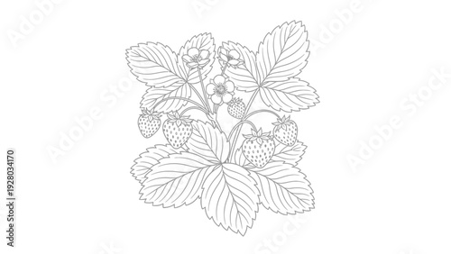 Detailed illustration of raspberry bush.