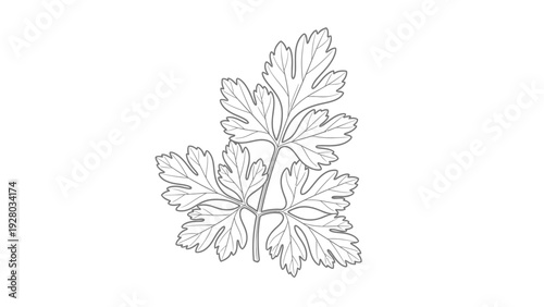 Detailed illustration of leafy green plant.