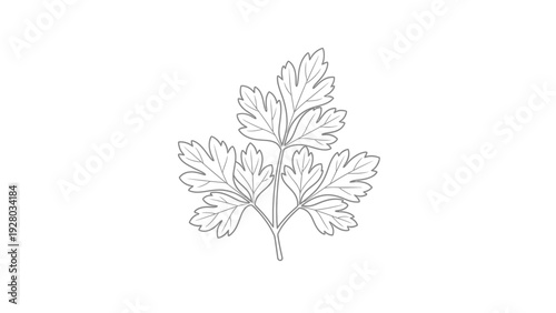Detailed illustration of leafy green plant.