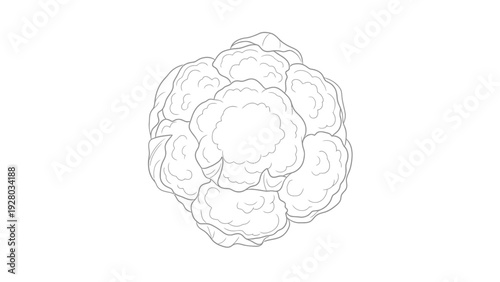 Cauliflower Vegetable Food Illustration.