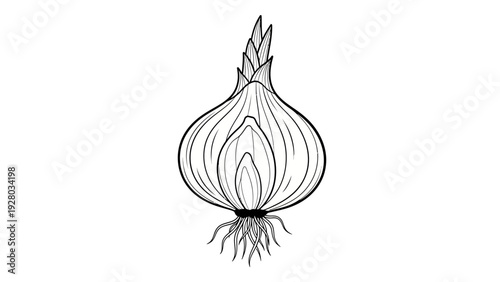Detailed drawing of a single onion.