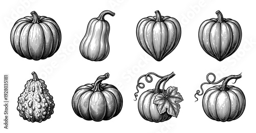 Vintage engraving collection of diverse pumpkins and gourds featuring hand drawn botanical illustrations in a classic woodcut etching style.