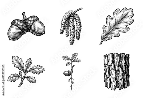 Oak tree botanical collection featuring acorn seeds, catkin flowers, lobed leaves, seedling growth stage, and textured bark in a vintage hand drawn engraving style.