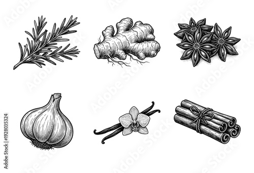Set of hand drawn vintage botanical illustrations featuring aromatic spices and herbs including ginger, garlic, cinnamon, rosemary, star anise, and vanilla.
