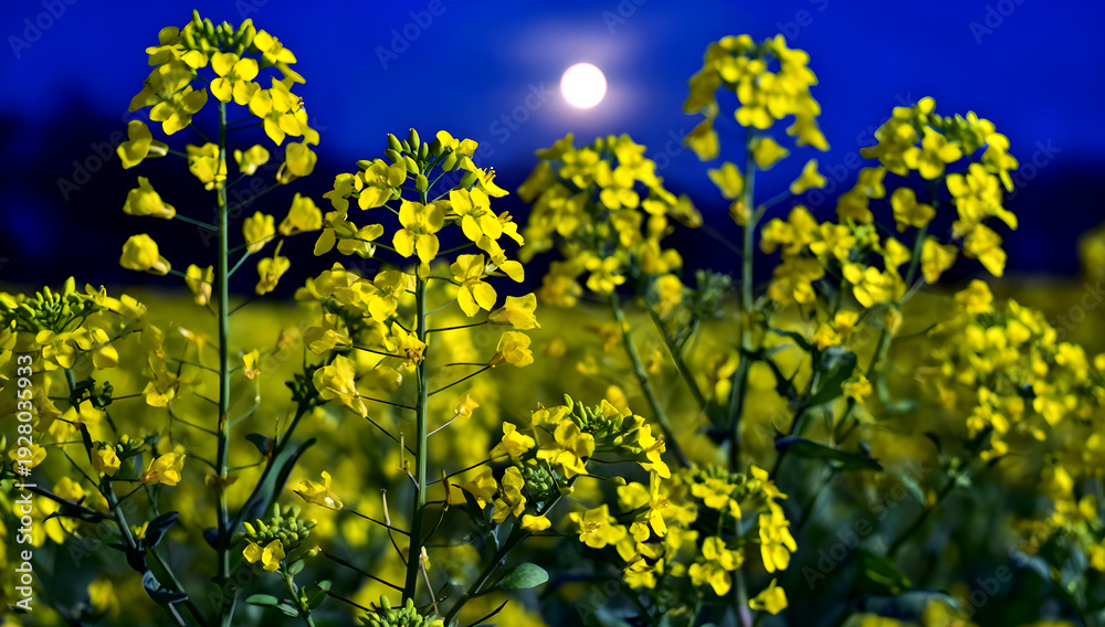 Fototapeta premium 春の月夜の菜の花畑