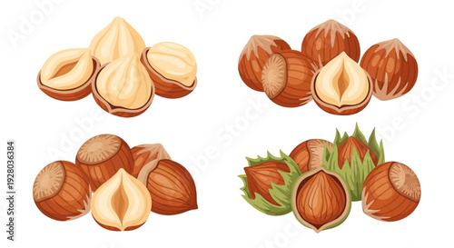 Assorted hazelnuts whole cracked and in husks illustrated in a cartoon style
