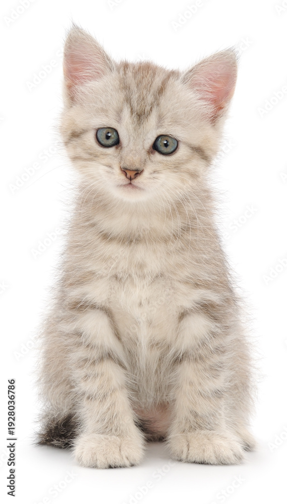 Fototapeta premium Cute small grey tabby kitten sitting isolated on white background front view