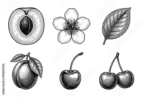 Vintage botanical engraving of cherry and plum fruit set including blossoms, leaves, and cross sections in woodcut style