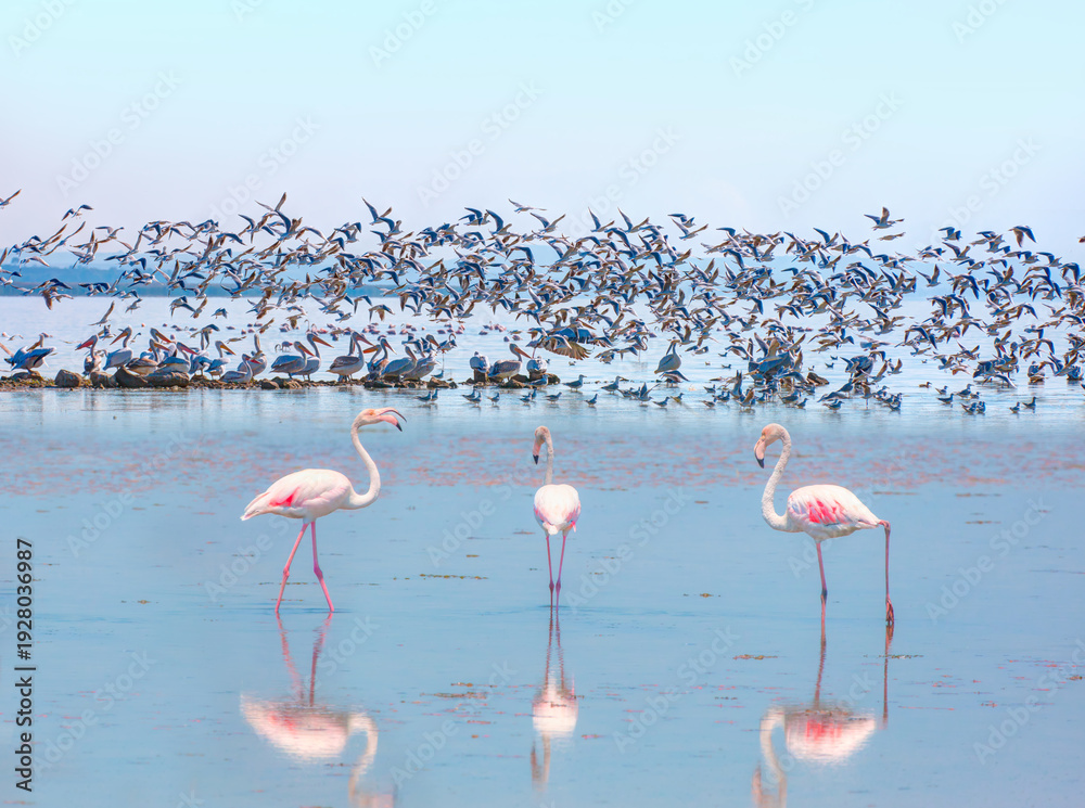 Fototapeta premium Flamingo birds flying over blue lake of bird paradise - Izmir, Turkey