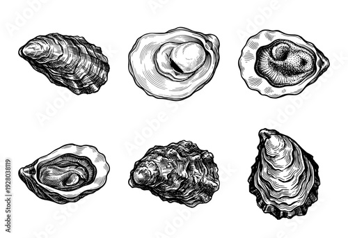 A collection of vintage hand drawn oyster shell illustrations featuring internal and external views in a detailed woodcut engraving style.