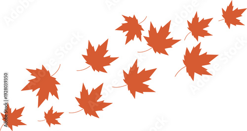 Autumn maple leaves illustration scattered in motion, fall season nature background, minimal flat design with warm orange foliage isolated on white background
