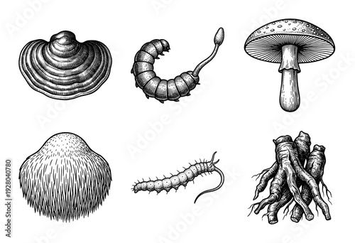Vintage engraving collection of medicinal mushrooms and herbal roots including lions mane and cordyceps in a classic woodcut line art style.