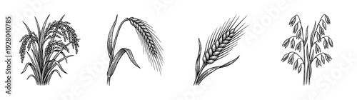 Vintage engraving of cereal grain stalks including rice, rye, wheat, and oats in a hand drawn botanical line art style.