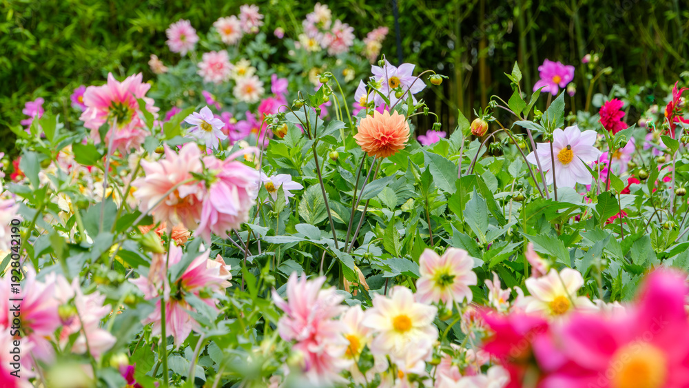 Obraz premium 夏空の下で色とりどりに咲き誇る美しいダリアの花畑