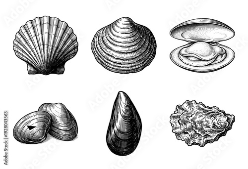 Vintage style engraving collection of various seashells including scallop clam mussel and oyster shells in a monochromatic hand drawn aesthetic